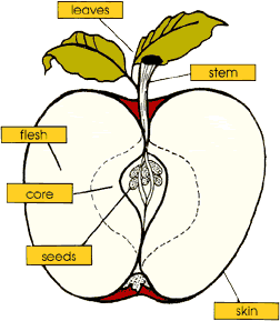 46-apple diagram 2.gif